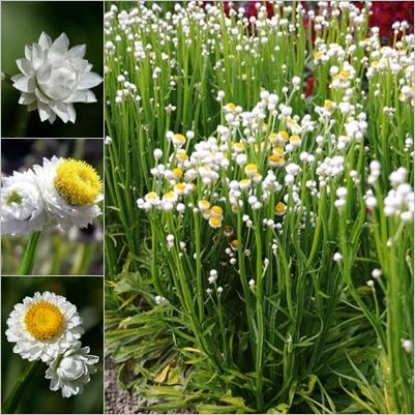 Picture of Ammobium - Alatum